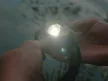 Delphin lumis akkumulátoros fejlámpa 3W 220 lumen