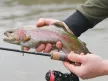 Delphin troutera hard lure pergető horgászbot 1,80m 1-5g
