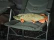 Delphin piky plüss csuka 60cm