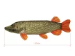 Delphin piky plüss csuka 60cm