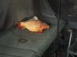 Delphin carpy plüss ponty 60cm