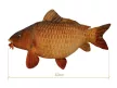 Delphin carpy plüss ponty 60cm