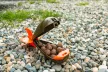 Prologic Airbomb Etetőrakéta M-es