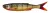 Savage Gear Craft Dying Minnow Gumihal 5.5cm 0.7g Perch