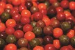 Dynamite Baits CarpTec Krill-Garnéla Bojli 15mm 1kg