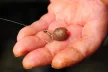 Dynamite Baits Big Fish River Meat Busters Horogcsali 20mm (DY1388)