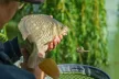 FOX Matrix Inline Pellet Feeders Etetőkosár 40g