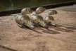 FOX Matrix Inline Maggot Feeders Etetőkosár Medium 40g