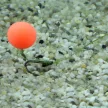 Stég product upters method ball gumikukorica 10mm n-butyric acid
